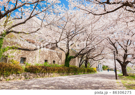 東京都立大学　南大沢キャンパス前の桜並木 86306275
