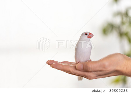 手の平の上の白い可愛い小鳥(白文鳥) 手の平の上の白い可愛い小鳥(白文鳥) 86306288