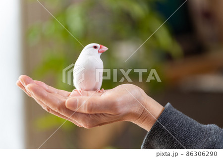 手の平の上の白い可愛い小鳥（白文鳥） 86306290