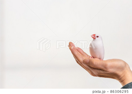 手の平の上の白い可愛い小鳥 白文鳥 の写真素材