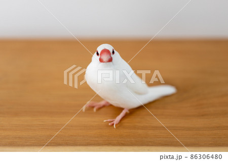 白い可愛い小鳥(白文鳥) 白い可愛い小鳥(白文鳥) 86306480