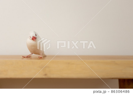 白い可愛い小鳥(白文鳥) 白い可愛い小鳥(白文鳥) 86306486