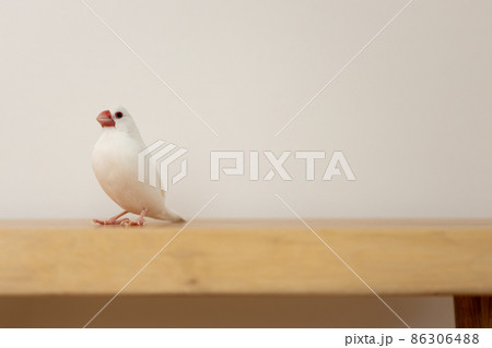 白い可愛い小鳥(白文鳥) 白い可愛い小鳥(白文鳥) 86306488