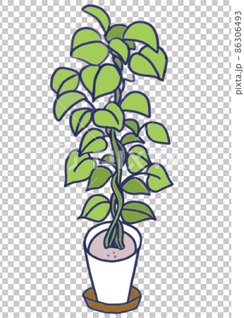 葉子植物 86306493