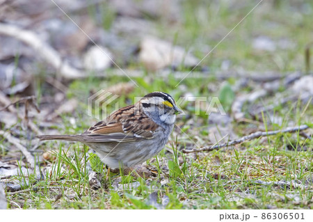 White-throated Sparrow, Zonotrichia albicollis, close view on the ground 86306501