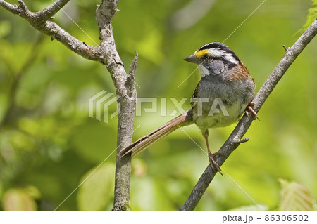 White-throated Sparrow, Zonotrichia albicollis, perched on a branch 86306502