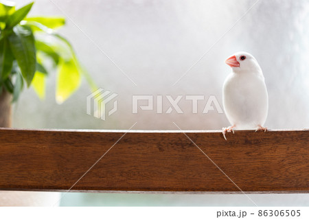 窓際の椅子に止まっている白い可愛い小鳥(白文鳥) 窓際の椅子に止まっている白い可愛い小鳥(白文鳥) 86306505