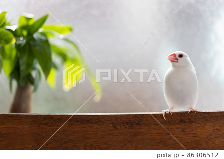 窓際の椅子に止まっている白い可愛い小鳥 白文鳥 の写真素材