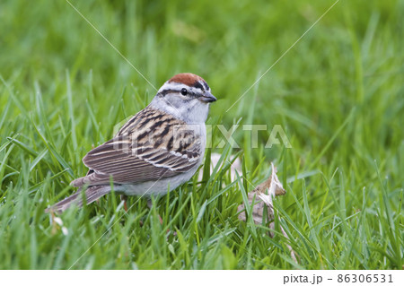 Chipping Sparrow, Spizella passerina, hunting in the grass 86306531