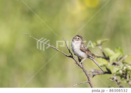 Clay-colored Sparrow, Spizella pallida, holding prey item 86306532