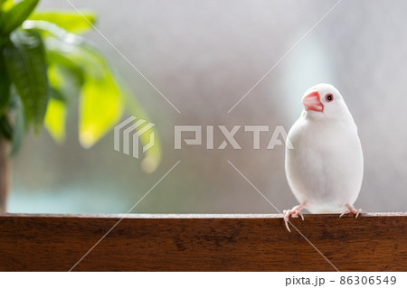 窓際の椅子に止まっている白い可愛い小鳥 白文鳥 の写真素材