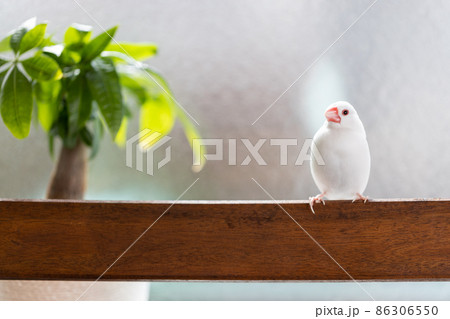 窓際の椅子に止まっている白い可愛い小鳥(白文鳥) 窓際の椅子に止まっている白い可愛い小鳥(白文鳥) 86306550