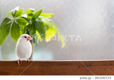 窓際の椅子に止まっている白い可愛い小鳥（白文鳥） 86306554