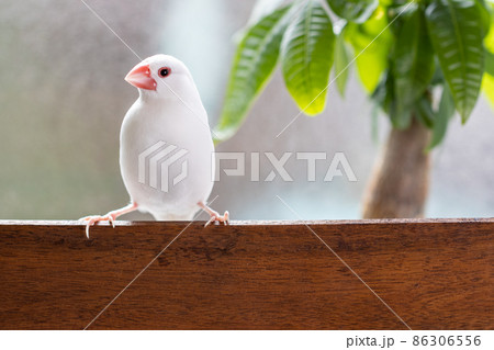 窓際の椅子に止まっている白い可愛い小鳥（白文鳥） 86306556