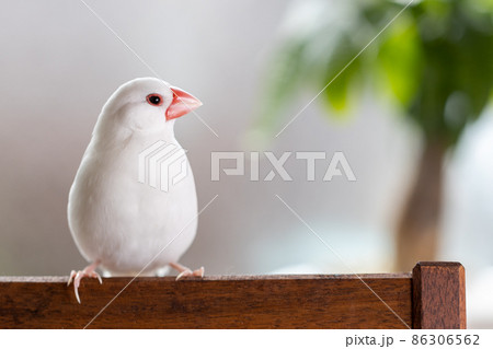 窓際の椅子に止まっている白い可愛い小鳥(白文鳥) 窓際の椅子に止まっている白い可愛い小鳥(白文鳥) 86306562
