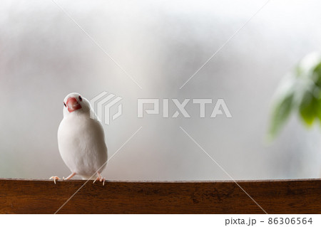 窓際の椅子に止まっている白い可愛い小鳥(白文鳥) 窓際の椅子に止まっている白い可愛い小鳥(白文鳥) 86306564