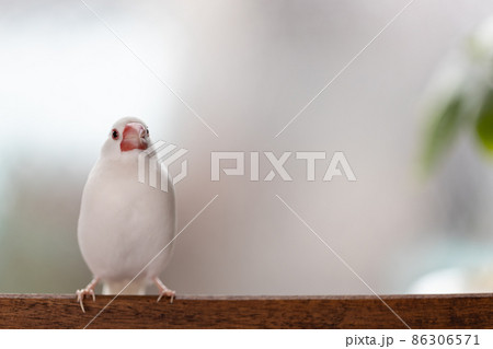 窓際の椅子に止まっている白い可愛い小鳥（白文鳥） 86306571
