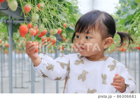 いちご狩りを体験している子供 いちご狩りを体験している子供 86306681