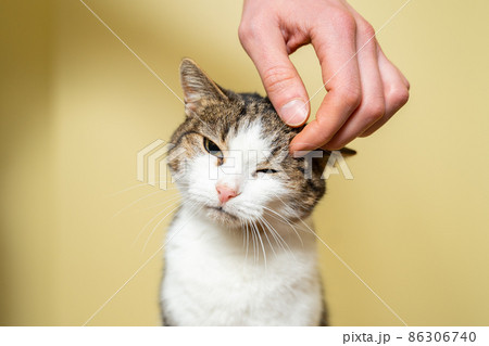 Close-up hand of a volunteer stroking a cute stray cat. The concept of charity and helping animals. Cute happy cat character hug his owner. Pet happy to play with random visitor at the animal shelter 86306740