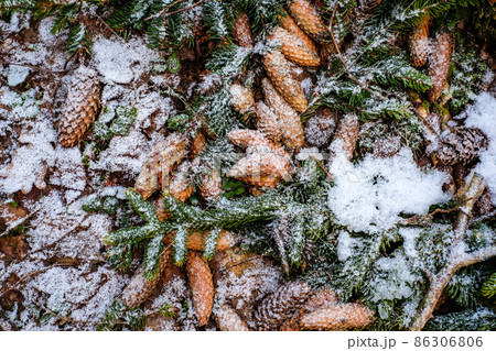 Beautiful spruce cones in the forest in winter. Selective focus 86306806