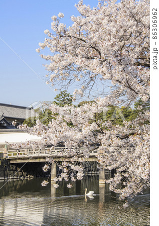 江戸城　満開の桜が趣を添える平川門と大手濠　東京都千代田区 86306962