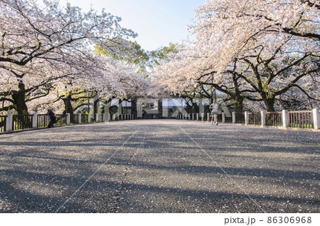 江戸城　田安門と満開の桜並木　東京都千代田区 86306968