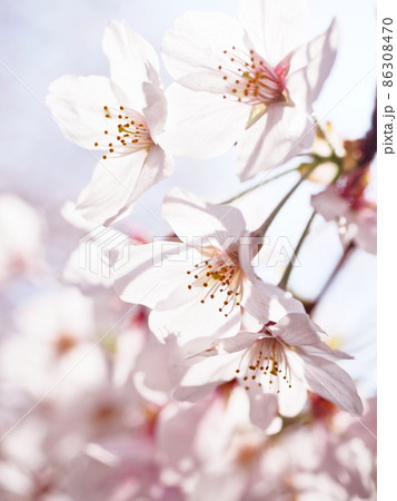 桜の花 桜の花 86308470