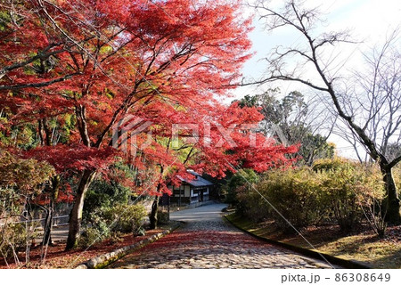 嵐山公園の紅葉 86308649