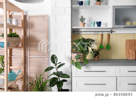 Beautiful green potted plants in kitchen. Home decoration 86308693