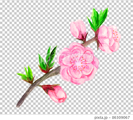 桃花手繪水彩插圖 86309067