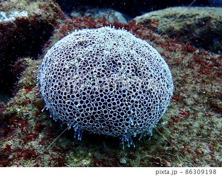 ラッパウニ 86309198