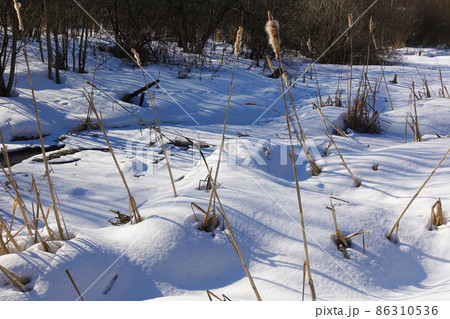 Winter view. Dry grass from under the snow. Field covered with snow. Russia Winter view. Dry grass from under the snow. Field covered with snow. Russia 86310536