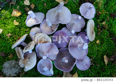A pile of cut edible mushrooms, Blewits, or Lepista nuda, showing underside with purple gills 86310543