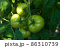 Green tomatoes 86310739