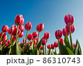Tulips in the field 86310743