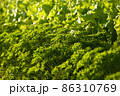 Butter lettuce and parsley 86310769