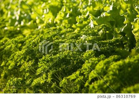 Butter lettuce and parsley 86310769