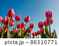 Tulips in the field 86310771