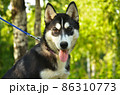 Dog Portrait - Husky 86310773