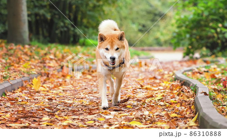 Cute dog of shiba inu breed walking at nature among yellow fallen leaves in autumn 86310888