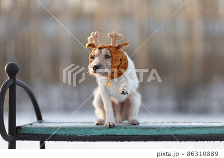 Portrait of young cute dog of parson russell terrier breed in knitted reindeer hat outdoors in winter sitting on bench Portrait of young cute dog of parson russell terrier breed in knitted reindeer hat outdoors in winter sitting on bench 86310889