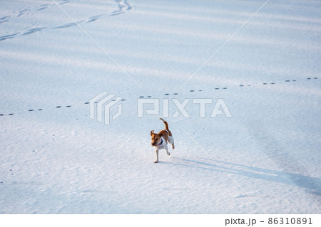 Dog of parson russell terrier breed running on ice and snow in winter. Copy space Dog of parson russell terrier breed running on ice and snow in winter. Copy space 86310891