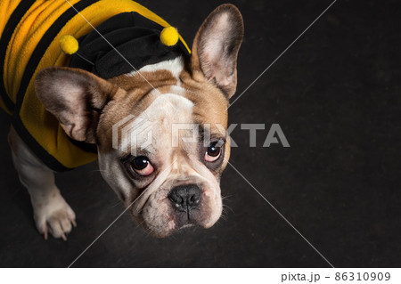 Portrait of cute puppy of french bulldog dog wearing bee costume on black background 86310909