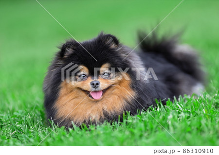 Happy pomeranian spitz dog of black sable color is lying down on green grass at nature and smiling. 86310910