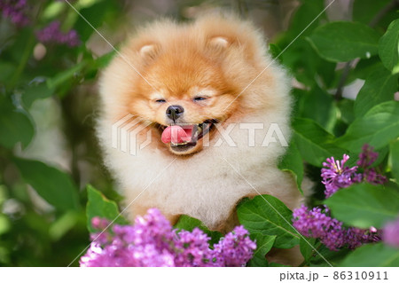 Portrait of fluffy happy dog of pomeranian spitz breed smiles among flowers outdoors in spring or summer. 86310911