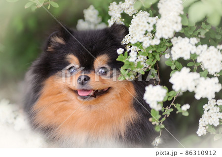 Fluffy pomeranian spitz dog smiling among white spring or summer flowers 86310912