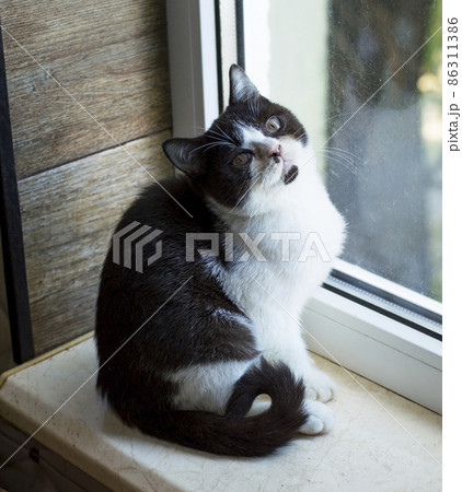 Bicolor Scottish kitten at the window 86311386