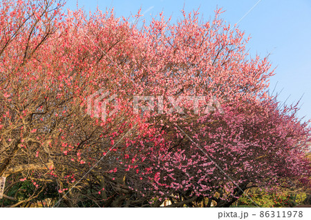 梅の花 梅の花 86311978