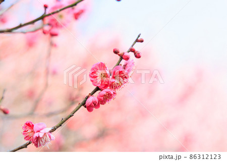 早春の梅の花 早春の梅の花 86312123