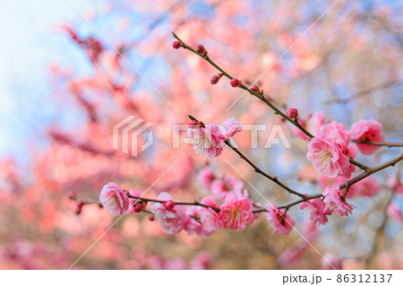 早春、梅の花 86312137